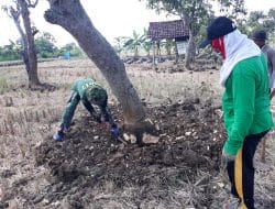 Di Anggap Mengganggu Sebuah Pohon ditumbangkan Satgas dan Warga