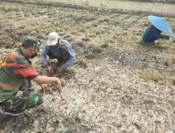 Sertu Saijan bantu Dangir Jagung Bersama Petani Siwalan