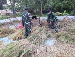 Satgas TMMD Gresik Potong Padi Secara Manual
