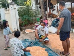 Anggota Satgas Bantu Warga Jemur Jagung Pasca Panen