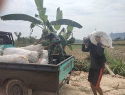 Satgas TMMD Gunakan Mobil Pick Up Angkut Hasil Panen Jagung