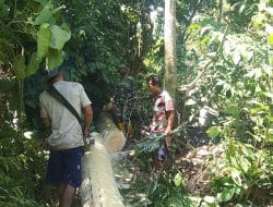 Kebersamaan dalam Giat Pembelahan Kayu Jembatan Huta Tonga-Siuhom