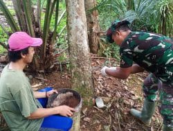 Tingkatkan perekonomian warga anggota satgas TMMD bantu petani Karet noreh di kebun