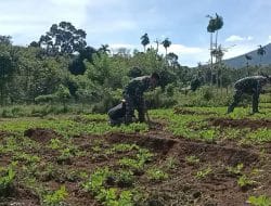 Satgas TMMD Kodim Tapsel Bersemangat Bantu Panen kacang Tanah