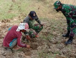 Banyak Kesempatan, Satgas TMMD ke 111 Gresik Menimba Ilmu Cara Terbaik Menanam Jagung