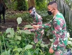 Satgas Membantu Mencari Makanan Kuda