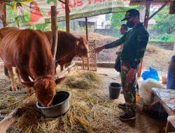 Gemuknya Sapi Sumijan Karena Jerami Fermentasi