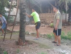 Di Lokasi TMMD, Tumbuh Subur Pohon Kelapa, Anggota Satgas Manfaatkan Buah Muda
