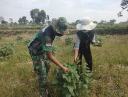 Satgas TMMD Bantu Warga Petik Daun Kacang Tunggak Buat Sayur