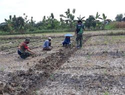 Musim Tanam Sudah Mulai, Satgas TMMD Gresik Bantu Tanam