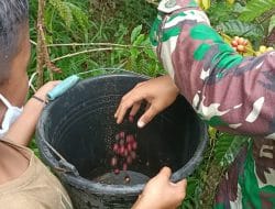 Melirik Potensi Kebun Kopi di Desa Siuhom di TMMD Kodim Tapsel