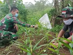 Manfaatkan Lahan Pekarangan dengan Tanam Jahe