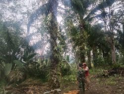 Sukarela Satgas Bantu Memanen Kelapa Sawit