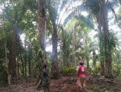 Dibutuhkan Kerjasama, dalam Giat Bantu Petani Panen Sawit