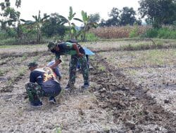 Satgas TMMD 111 Gresik Belajar Menanam Mentimun