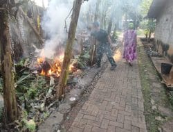 Pisang Yang Sudah Tidak Produktif Dibabat Satgas Agar Tumbuh Tunas Baru