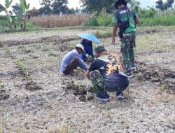 Sebelum Pulang Ke Markas Satgas TMMD Sempatkan Belajar Menanam Mentimun