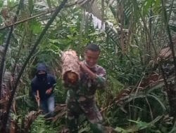 Media Budidaya Tanaman Anggrek dari Kayu Pakis