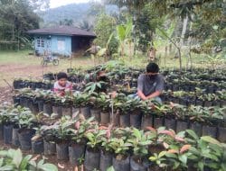 Kerja Keras Untuk Hasilkan Bibit Manggis Berkualitas