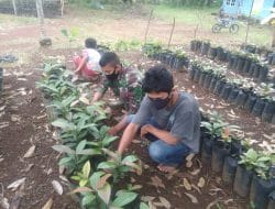 Antusiasme Warga Dibantu Satgas Rawat Bibit Manggis