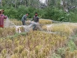 Tak Kendor, Pasang Jaring di Sawah Halau Burung Pemakan Padi