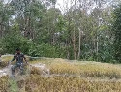 Mengasyikkan Pasang Jaring di sawah