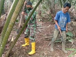 Menunas Kelapa Sawit Untuk Tingkatkan Produktifitas