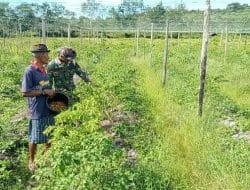 Anggota satgas TMMD bantu masyarakat desa setangau jaya panen cabai