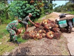 Anggota Satgas TMMD Ke-111 Kodim 1207/Pontianak Bantu Warga Angkat Tandan Sawit   