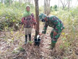 Peran Serta Anggota Satgas TMMD Ke-111 Kodim 1207/Pontianak Bantu Warga Menoreh Karet   