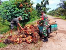 Personil Satgas TMMD Ke-111 Kodim 1207/Pontianak Bantu Warga Angkat Tandan Sawit Yang Berjatuhan   