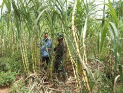 Anggota Satgas TMMD Ke-111 Kodim 1207/Pontianak Bantu Warga Bersihkan Kebun Tebu   