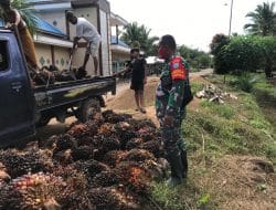 Pembangunan Jalan Baru di Lokasi TMMD Ke-111, Memudahkan Warga Angkut Hasil Pertanian   