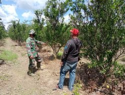 Satgas TMMD Ke-111 Kodim 1207/Pontianak Datangi Petani Jeruk