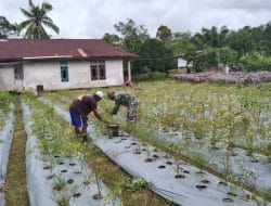Jalin Keakraban, Satgas TMMD Ke-111 Kodim 1207/Pontianak Bantu Petani Panen Cabai