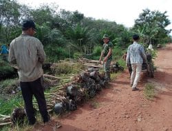 Anggota Satgas TMMD Ke-111 Kodim 1207/ Pontianak Bantu Warga  Siapkan Bibit Sawit.