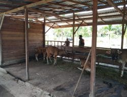 Satgas TMMD Ke-111 Kodim 1207/Pontianak Manfaatkan Waktu Istirahat Untuk Sambangi Warga Peternak Sapi