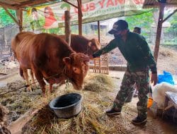 Sertu Didik Bantu Badi Beri Makan Ternaknya