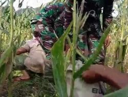 Produktifitas Jagung Bertahan di Masa Pandemi