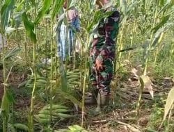 Kerjasama Terjalin dalam Giat Panen Jagung