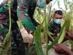 Bangga terhadap Satgas Giat Bantu Panen Jagung
