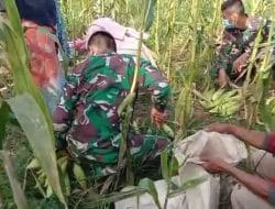 Panen Jagung , Satgas Senang