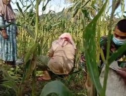 Budidaya Tanaman Jagung Mudah dan Menguntungkan