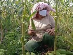 Mengasyikan Bantu Petani Panen Jagung