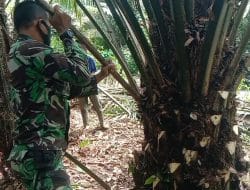 Tuntaskan Kegiatan Penunasan Kelapa Sawit