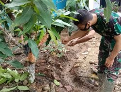 Jalankan Prokes, Satgas Belajar Cangkok Jambu Madu