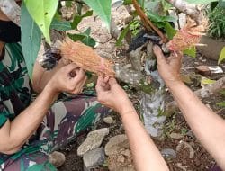 Cangkok Metode Perbanyak Tanaman Jambu Madu Secara Vegetatif
