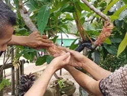 Pengupasan Kulit Harus Benar-benar Bersih, Giat Cangkok Jambu Madu
