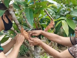 Tanaman Jambu Madu dari Hasil Bibit Cangkokan Hasilkan Kualitas Buah Sama Induknya