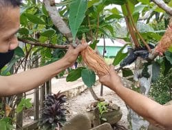 Saling Membantu Ajarkan Teknik Mancangkok Bagian Pengamalan Nilai Pancasila